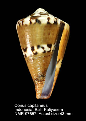 Conus capitaneus (2).jpg - Conus capitaneusLinnaeus,1758